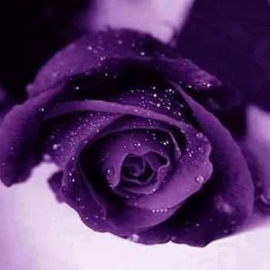 Meet your Posher, Carolyn